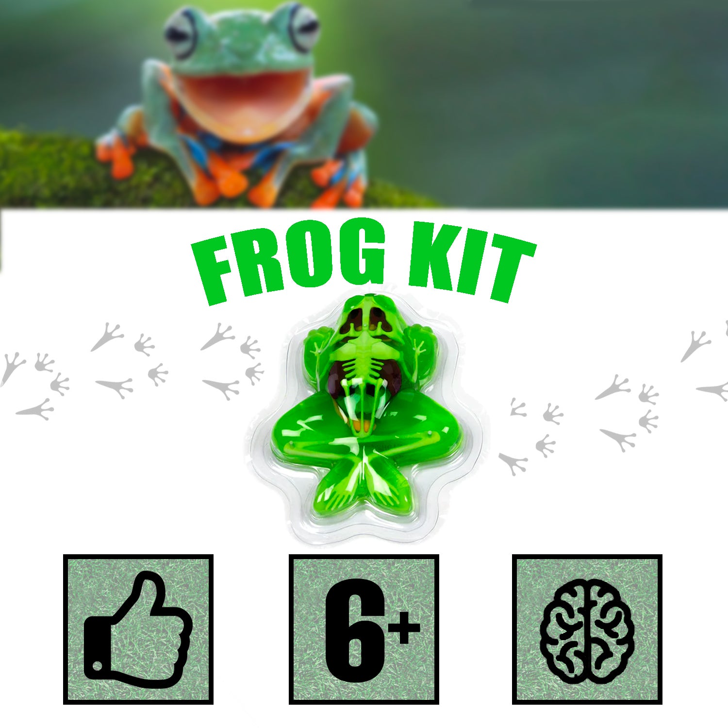 Kit de disección sintética de ranas de Amazing Creatures - STEM