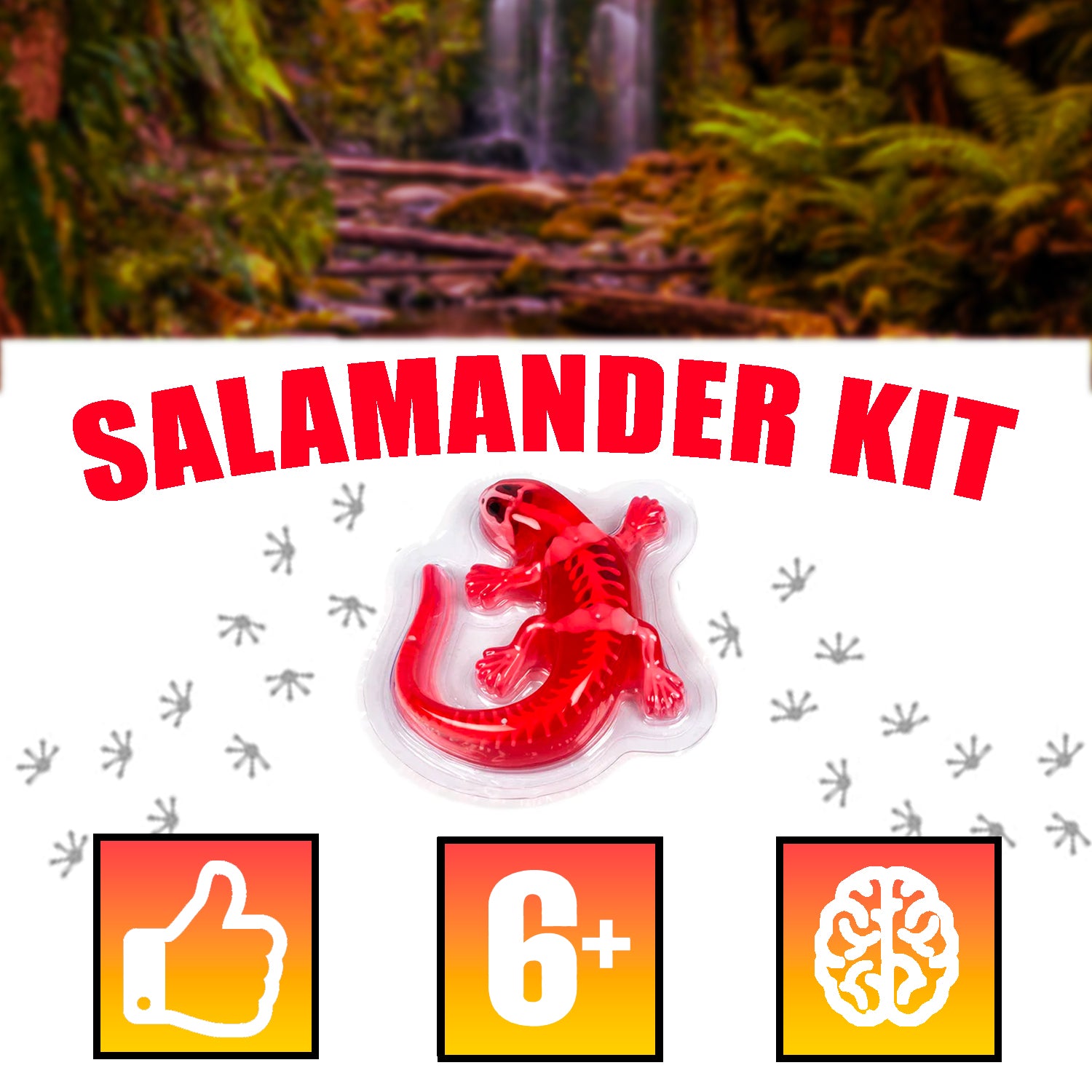Kit de disección sintética de salamandras de Amazing Creatures - STEM