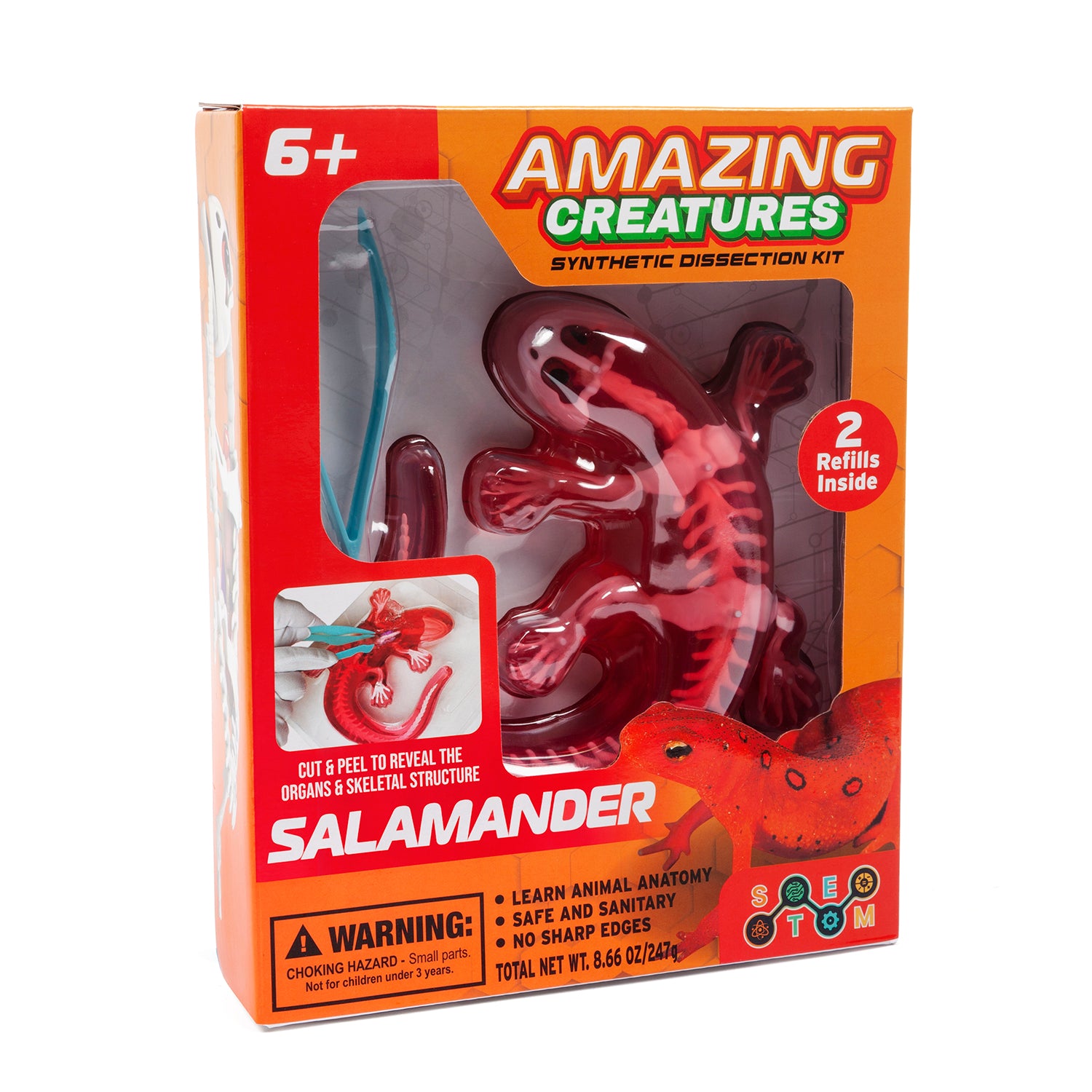 Kit de disección sintética de salamandras de Amazing Creatures - STEM
