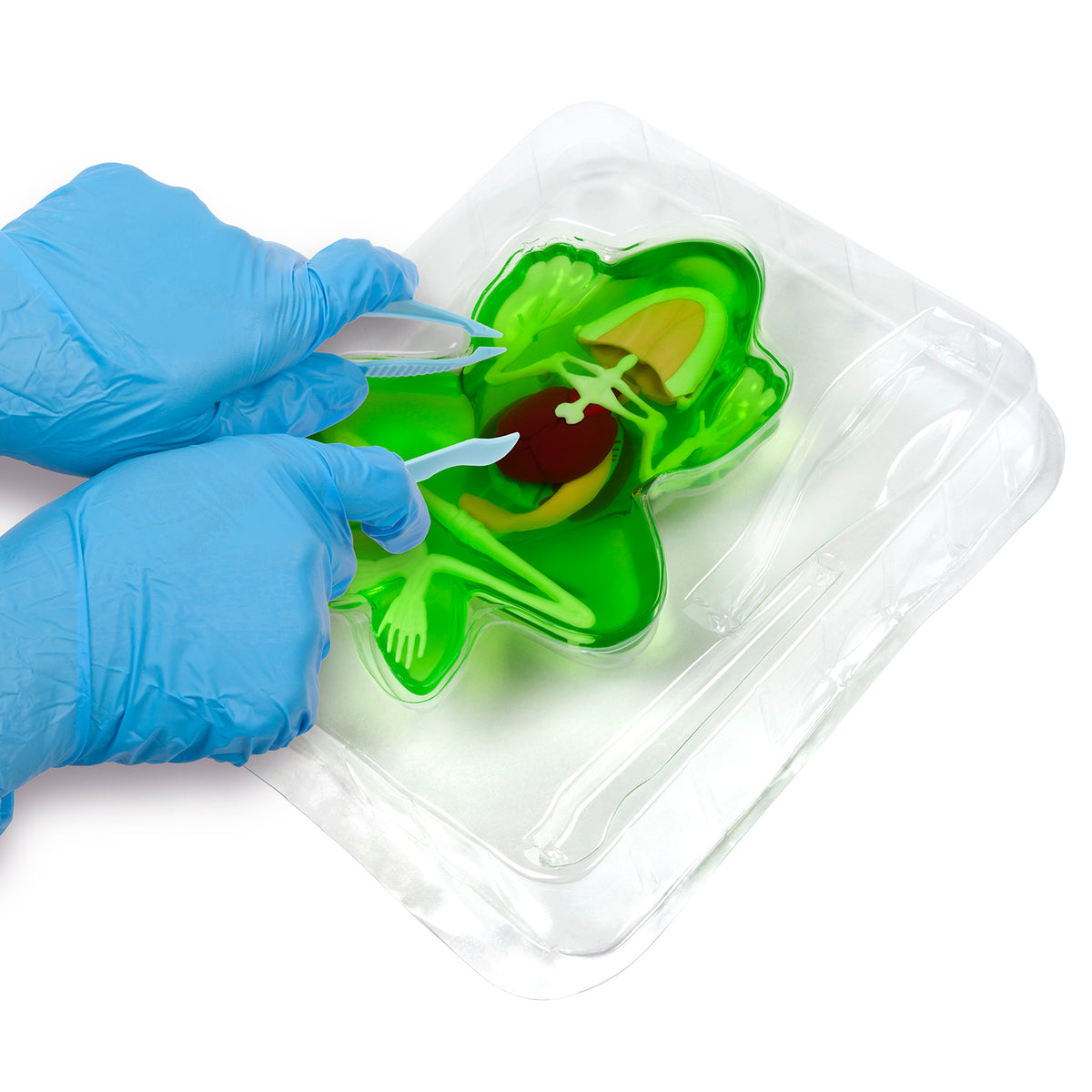 Amazing Creatures Frog & Salamander Synthetic Dissection Kit - STEM