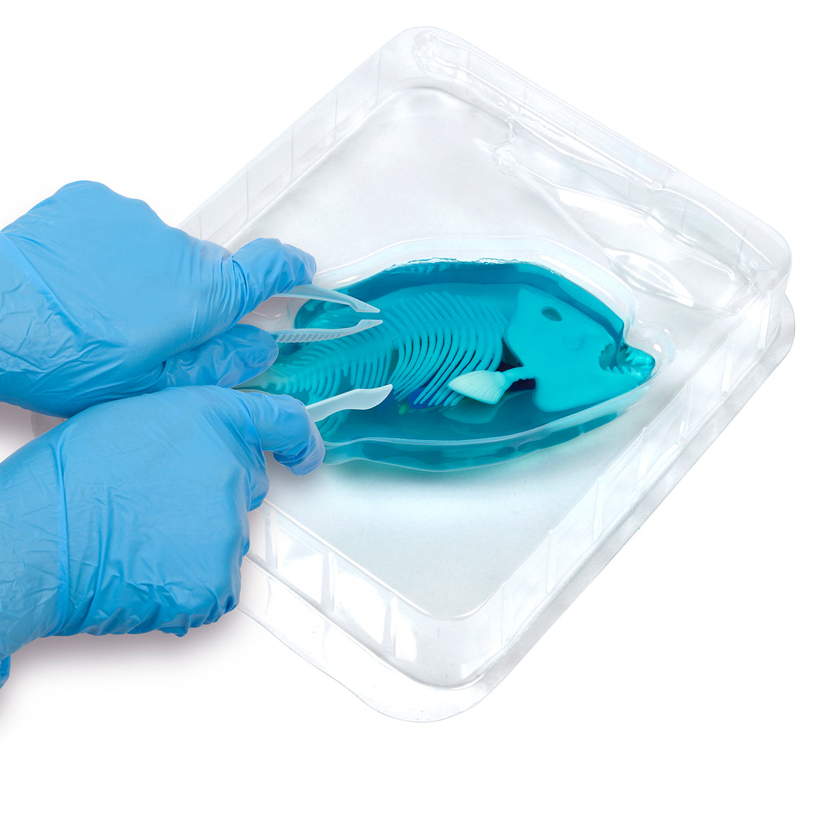 Kit de disección sintética de piraña de Amazing Creatures - STEM