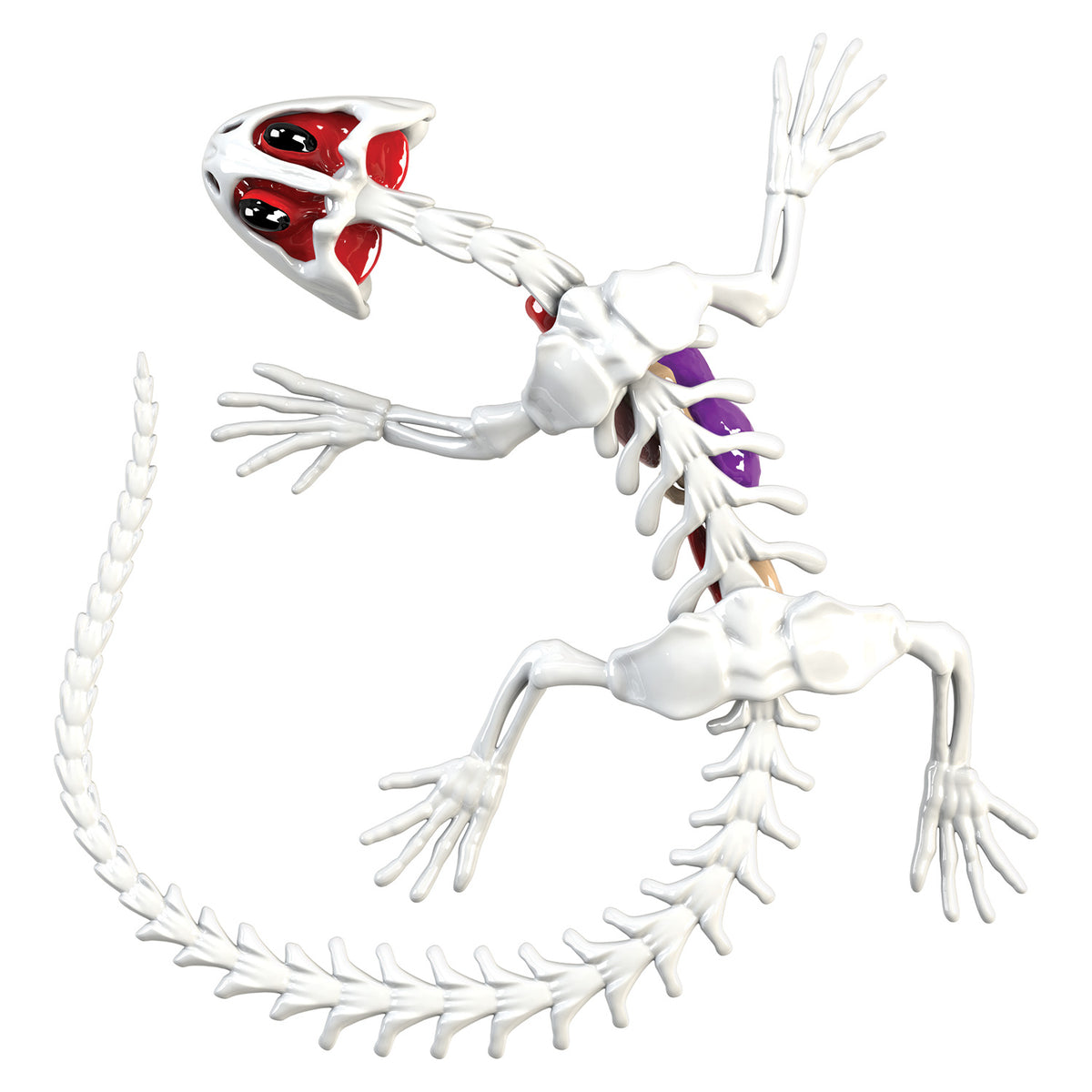 Amazing Creatures Frog & Salamander Synthetic Dissection Kit - STEM